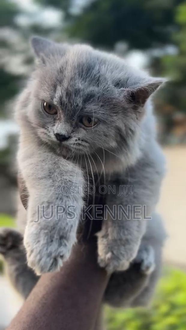 1-3 months Female Purebred Persian · Photo 2