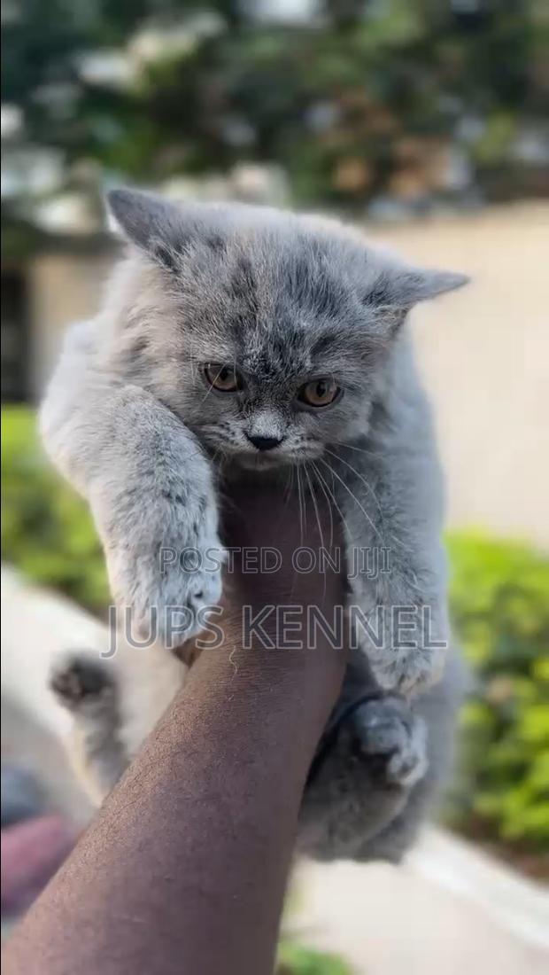 1-3 months Female Purebred Persian · Photo 1