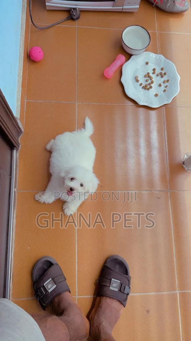 1-3 months Male Purebred Poodle · Photo 2