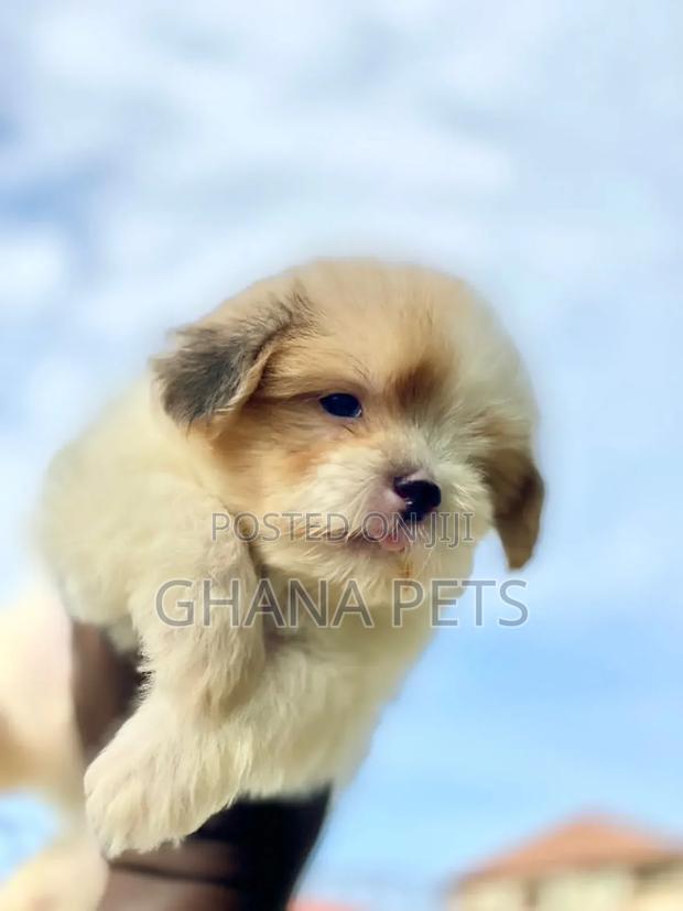 1-3 months Male Purebred Poodle · Photo 3