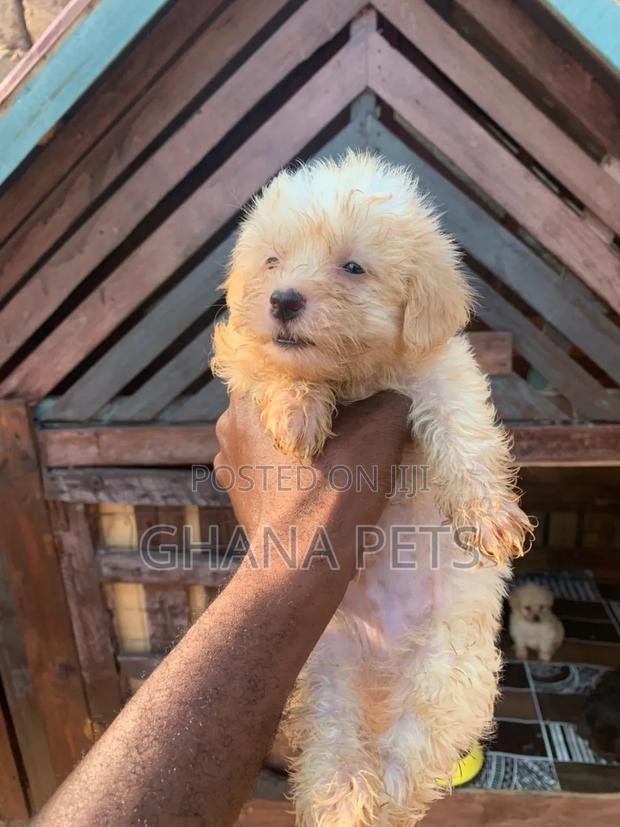 1-3 months Male Purebred Poodle · Photo 4