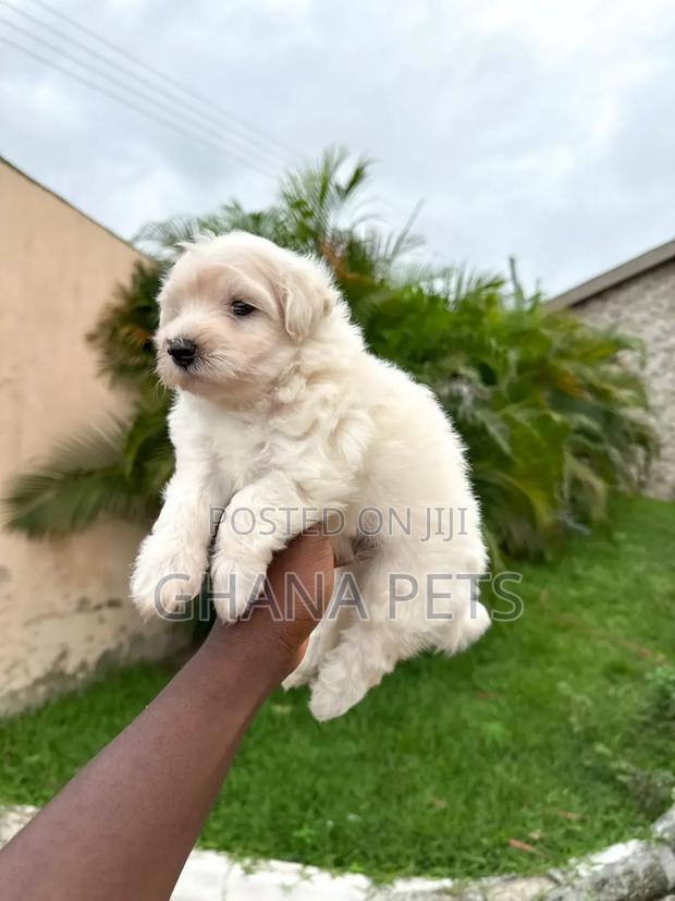 1-3 months Male Purebred Poodle · Photo 5