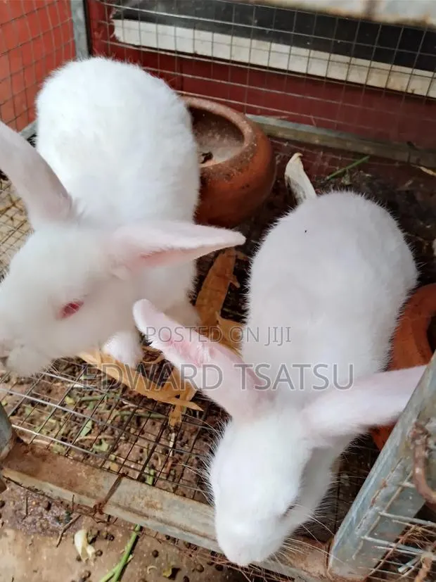 Breedas Hybrid of New Zealand White Rabbit. · Photo 1