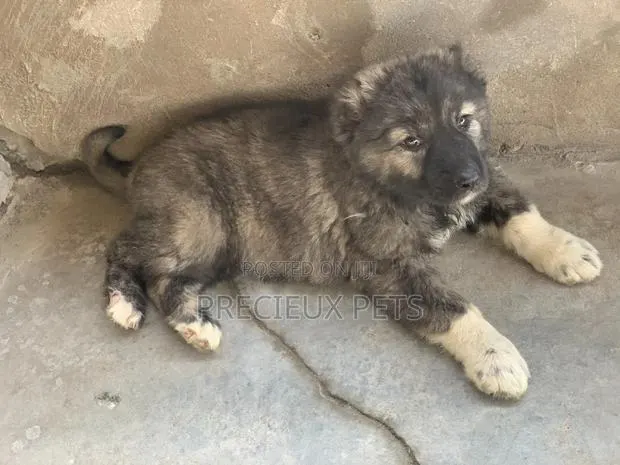 1-3 months Female Purebred Caucasian Shepherd · Photo 1