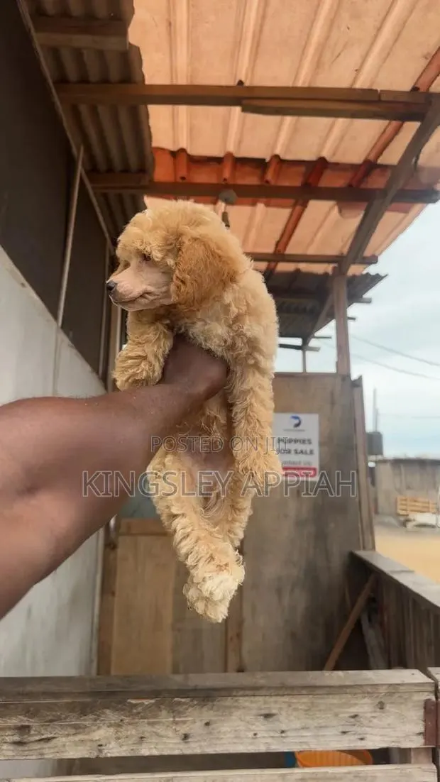 1-3 months Male Purebred Poodle · Photo 1