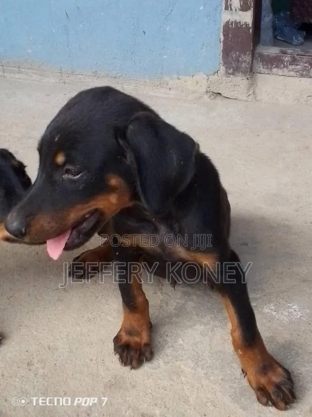 1-3 months Male Purebred Doberman Pinscher · Photo 1