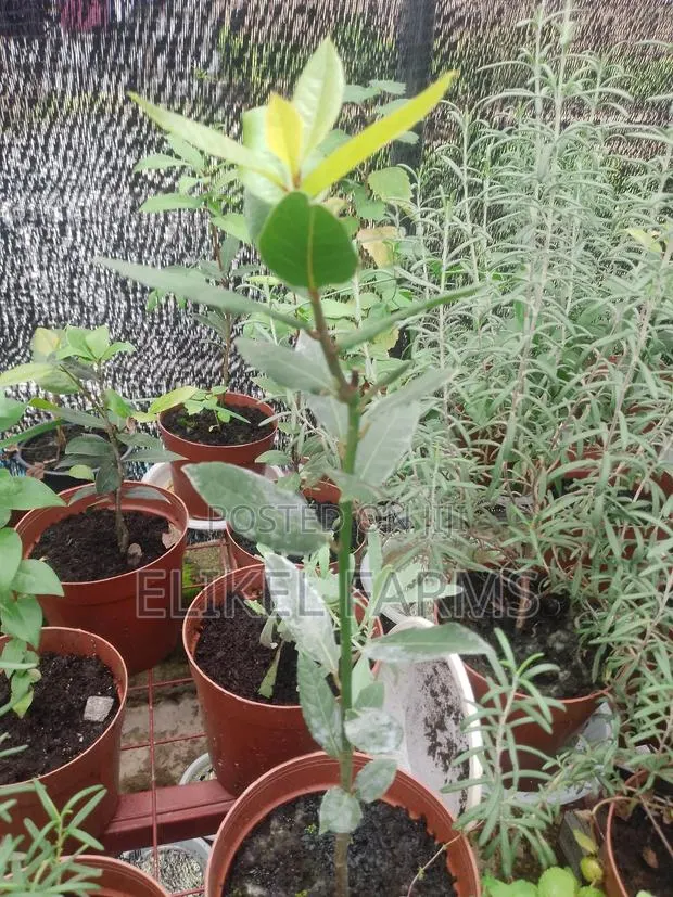Organic Rosemary and Bayleaf Seedlings for Sale · Photo 1