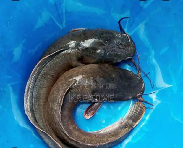 Live Catfish for Sale · Photo 1