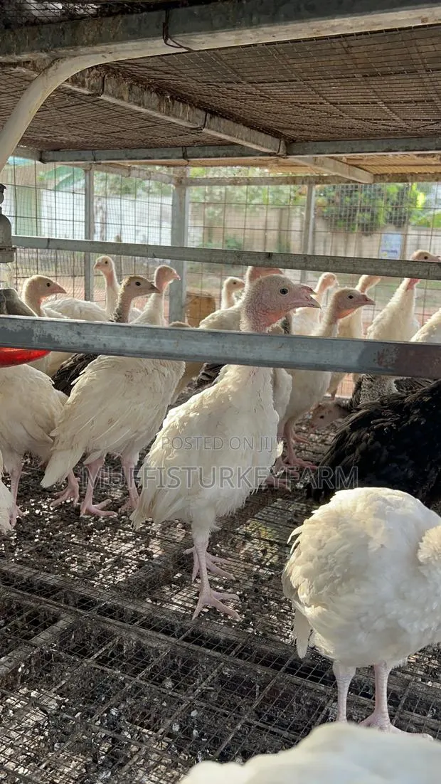 2 Months Old Turkeys · Photo 1