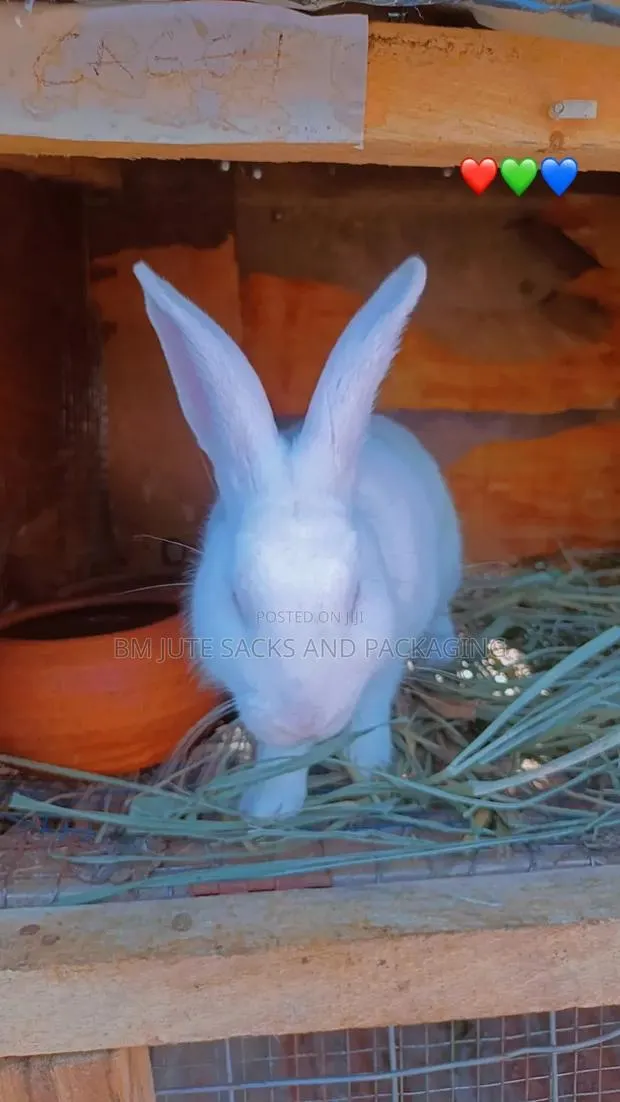 Rabbits and Rabbit Meat · Photo 1