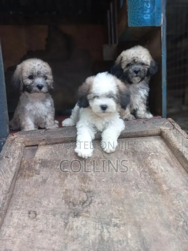 1-3 months Female Purebred Poodle · Photo 1