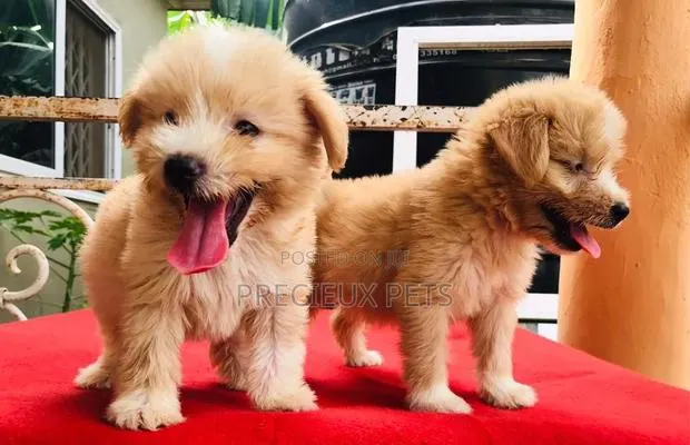 3-6 Month Male Purebred Poodle · Photo 1