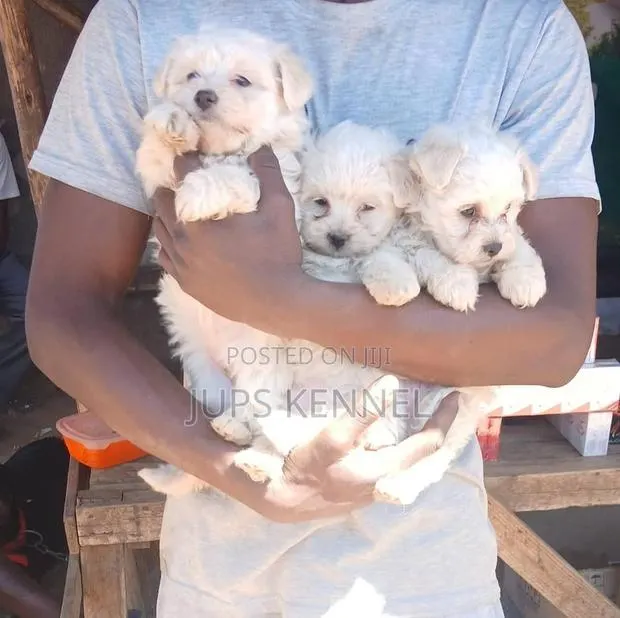 1-3 months Male Purebred Poodle · Photo 1