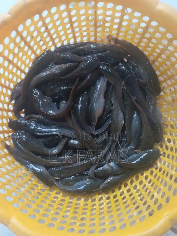 Super Fast Growing Catfish Juveniles and Fingerlings, 6-7 Cm, 8-9 G · Photo 3