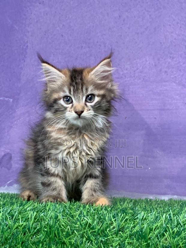 1-3 months Female Purebred Maine Coon · Photo 2