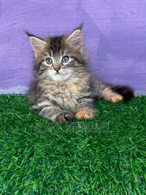 1-3 months Female Purebred Maine Coon · Photo 3