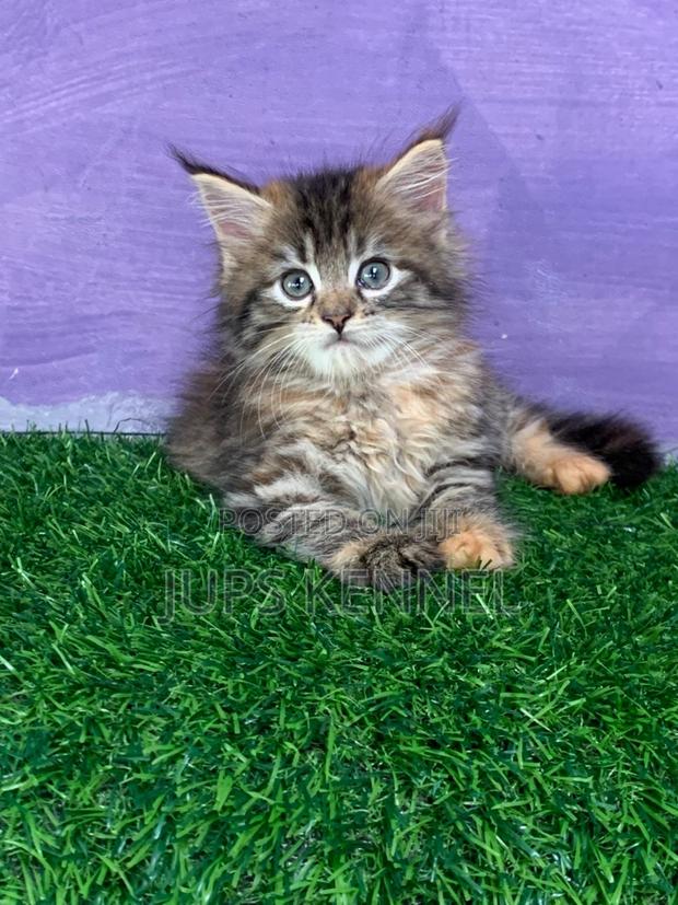 1-3 months Female Purebred Maine Coon · Photo 4