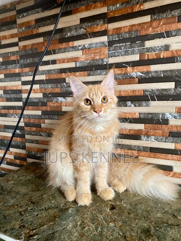 3-6 months Female Purebred Maine Coon · Photo 1