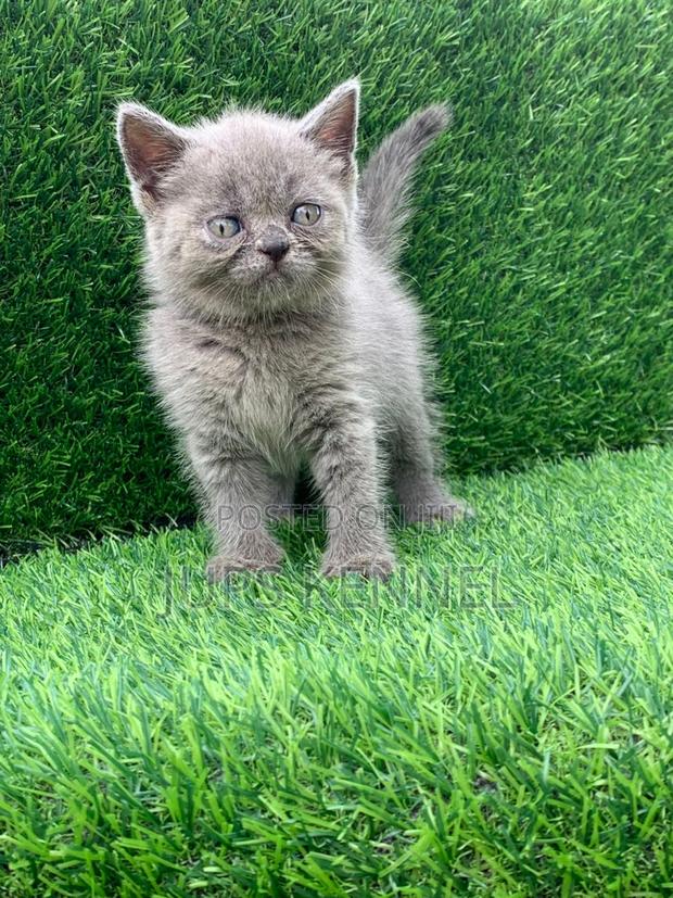 1-3 months Male Purebred Persian · Photo 1