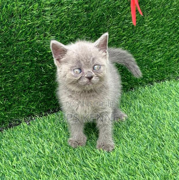 1-3 months Male Purebred Persian · Photo 2
