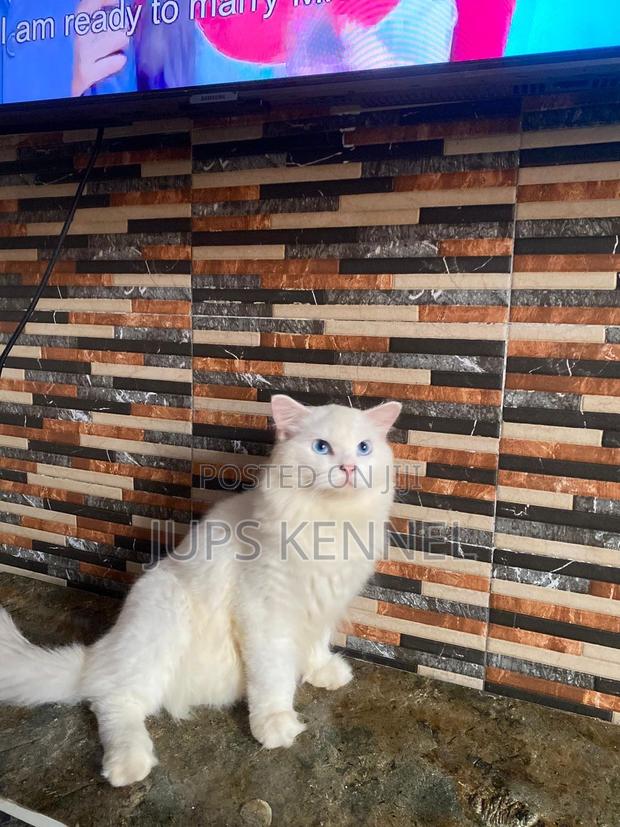 3-6 months Male Purebred British Shorthair · Photo 1