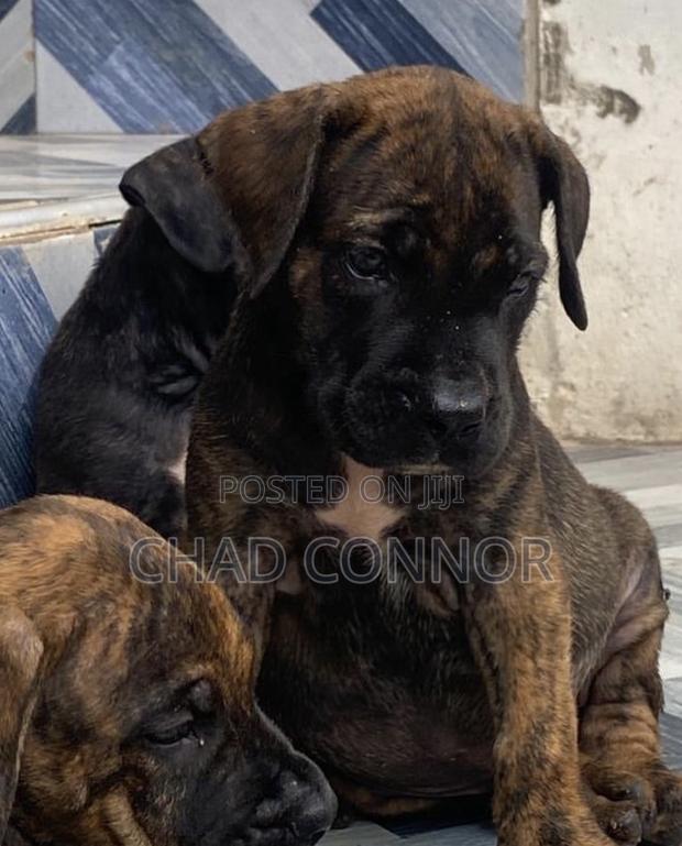 1-3 months Male Purebred Boerboel · Photo 1
