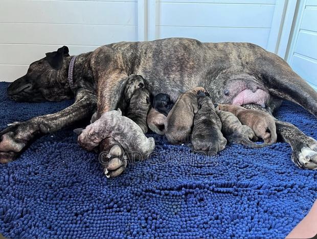 1-3 months Male Purebred Boerboel · Photo 2
