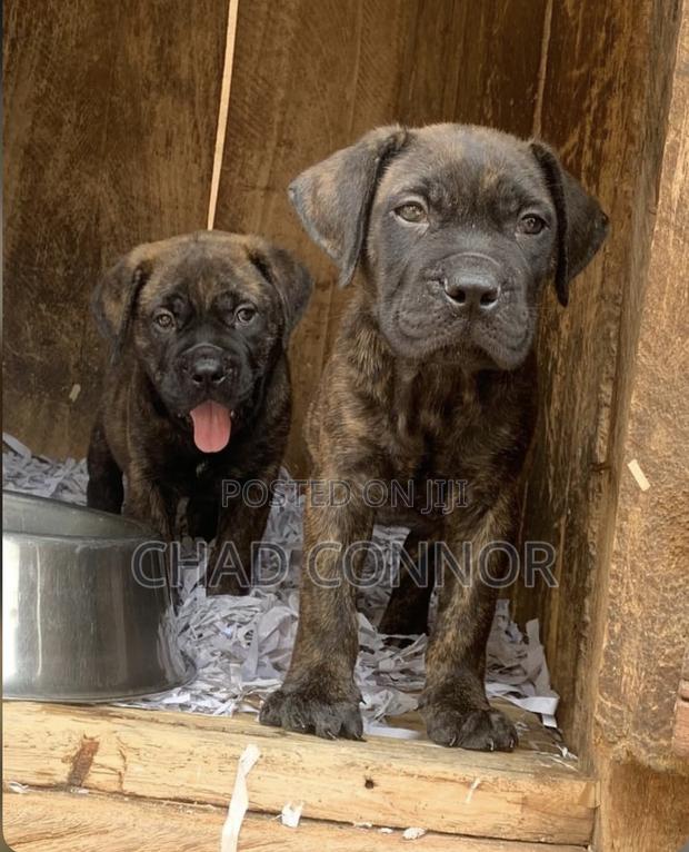 1-3 months Male Purebred Boerboel · Photo 3