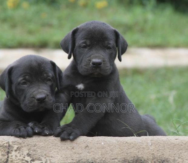 1-3 months Male Purebred Boerboel · Photo 2