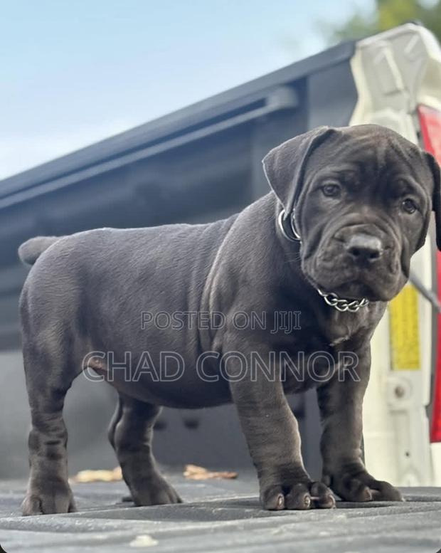 1-3 months Male Purebred Boerboel · Photo 1