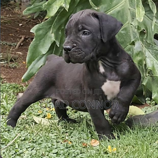 1-3 months Male Purebred Boerboel · Photo 3