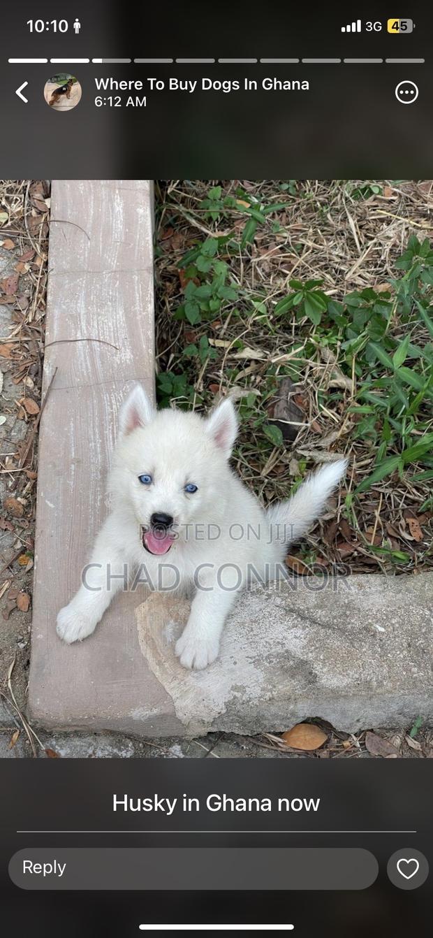 1-3 months Male Purebred Siberian Husky · Photo 2