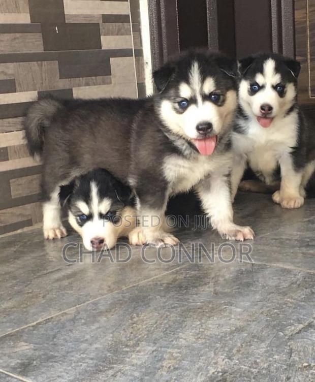 1-3 months Male Purebred Siberian Husky · Photo 1