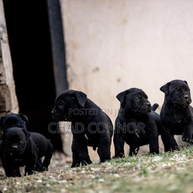 1-3 months Male Purebred Boerboel · Photo 1
