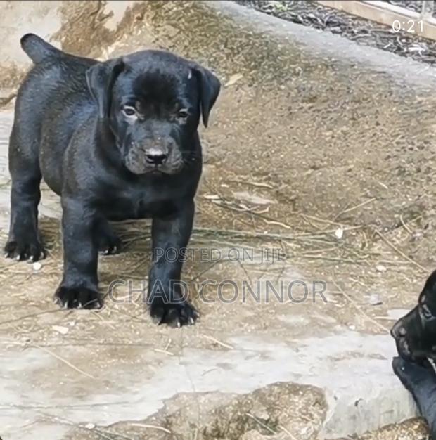 1-3 months Male Purebred Boerboel · Photo 2