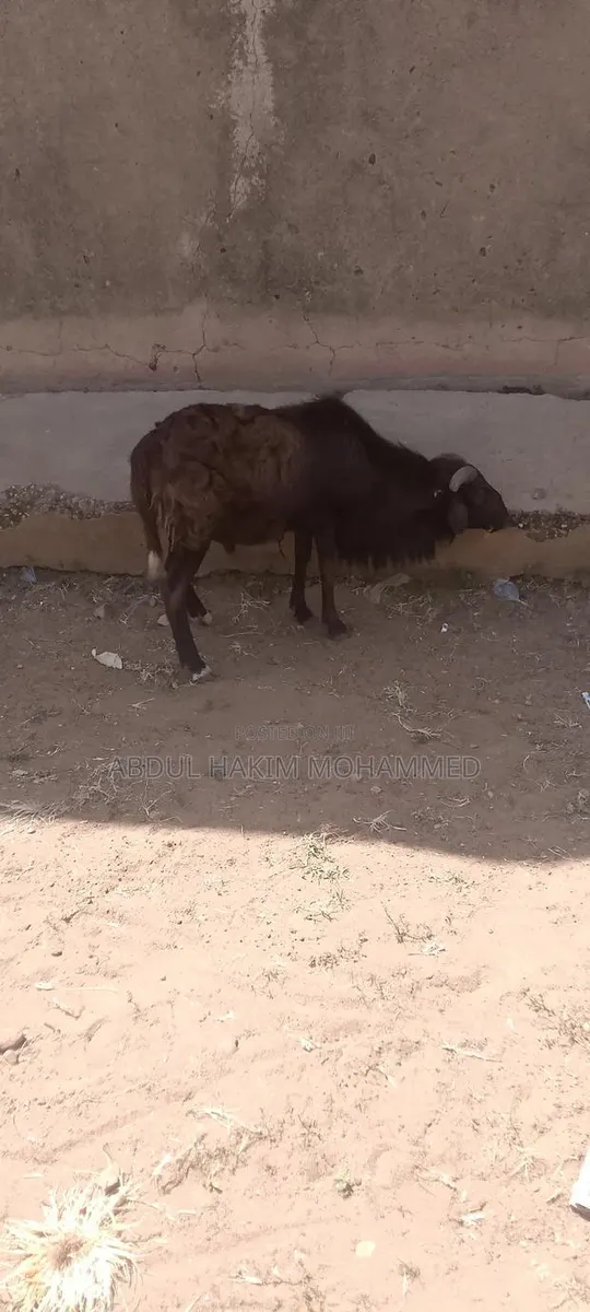 The Sheep Is Very Nice and Healthy · Photo 1