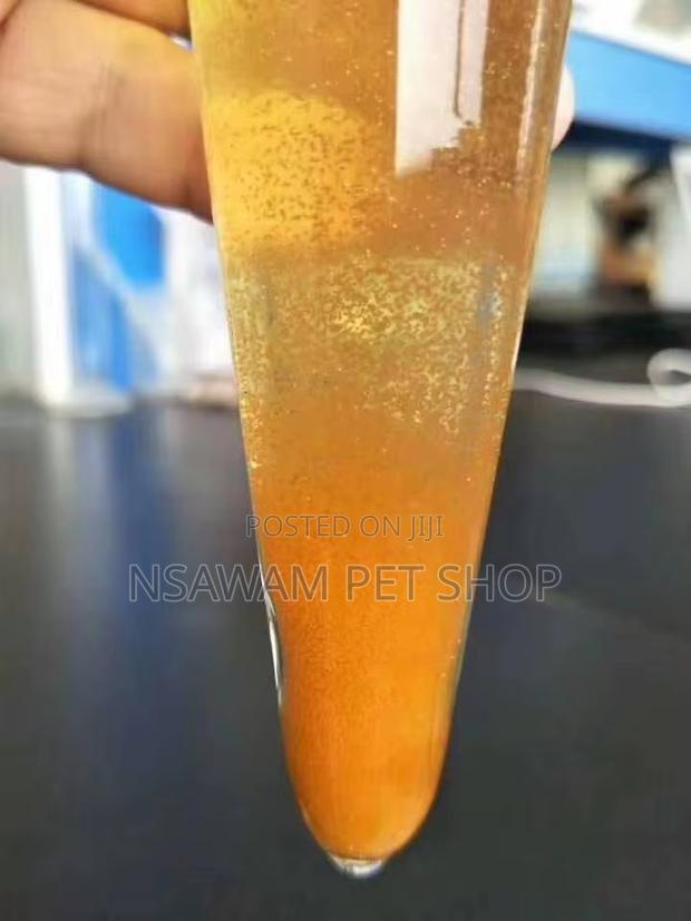 Artemia Cysts · Photo 3