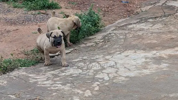 1-3 months Male Purebred Boerboel · Photo 1