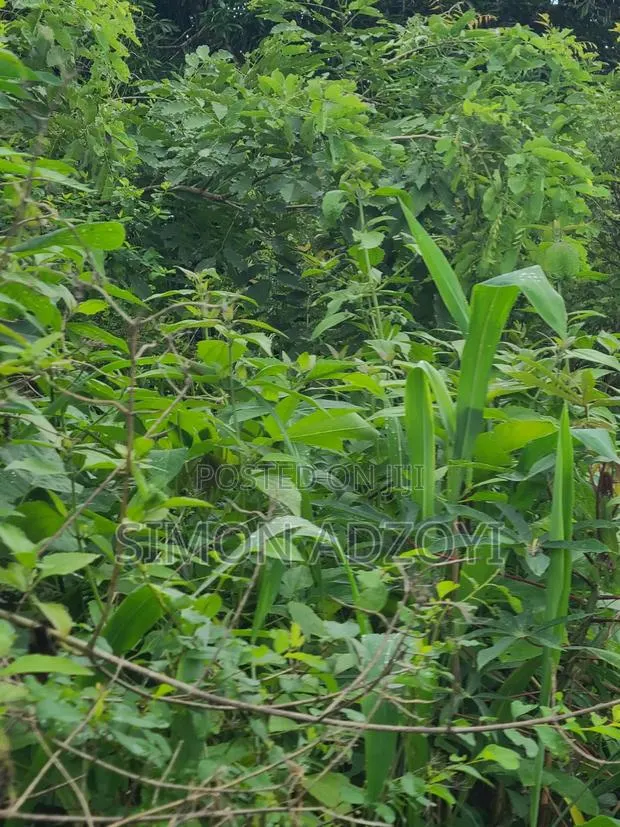 Registered 30,000 Acres of Farme Land Close to Water · Photo 3