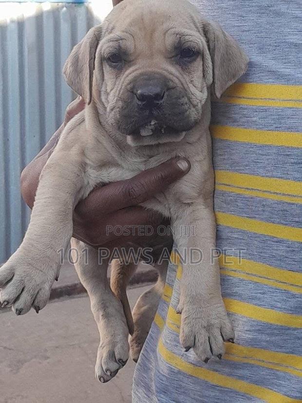 1-3 months Female Purebred Boerboel · Photo 2