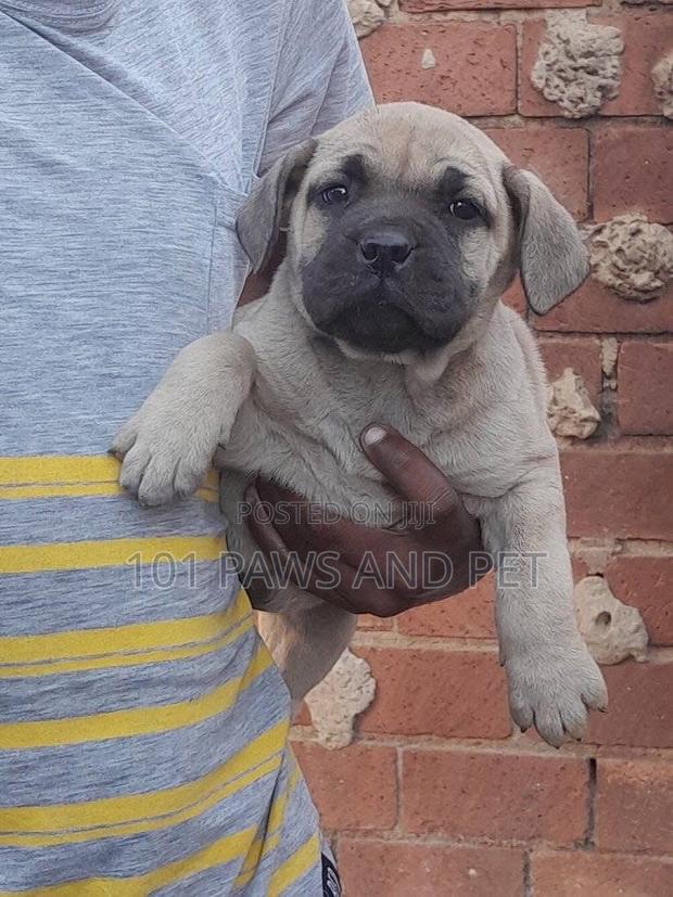 1-3 months Female Purebred Boerboel · Photo 1