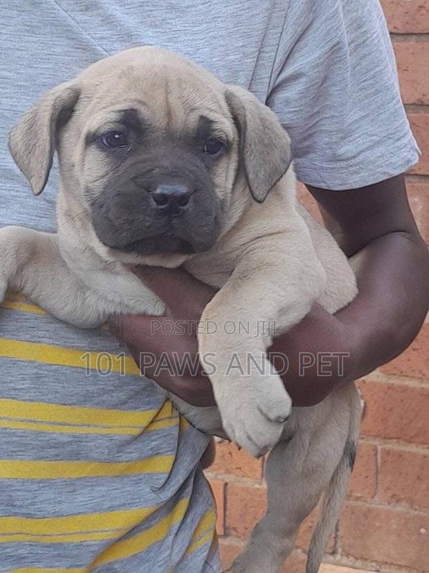 1-3 months Female Purebred Boerboel · Photo 3