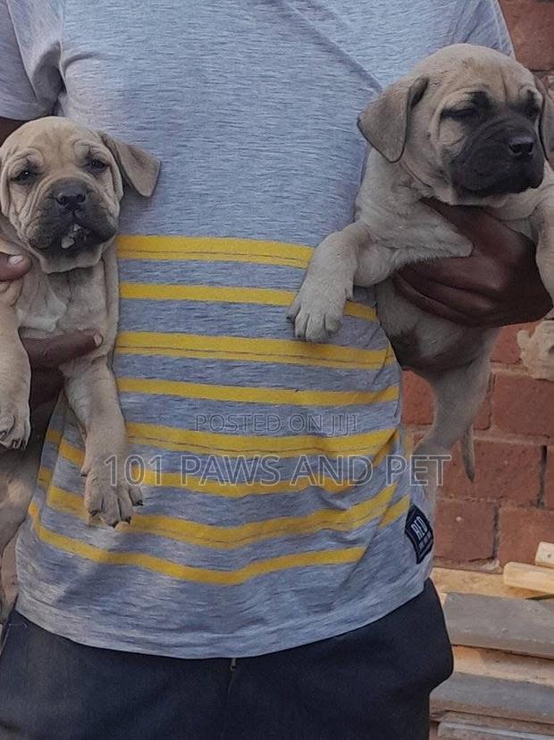 1-3 months Female Purebred Boerboel · Photo 4