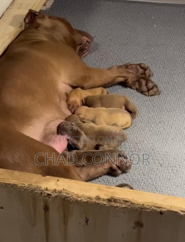 1-3 months Male Purebred American Pit Bull Terrier · Photo 1