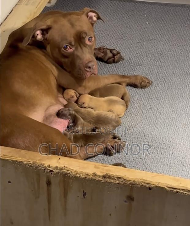1-3 months Male Purebred American Pit Bull Terrier · Photo 2