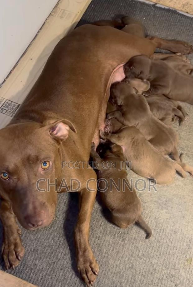 1-3 months Male Purebred American Pit Bull Terrier · Photo 3
