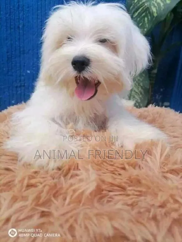 1-3 months Female Purebred Poodle · Photo 1