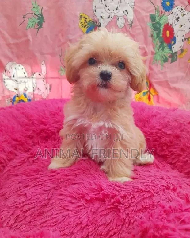 1-3 months Male Purebred Poodle · Photo 1