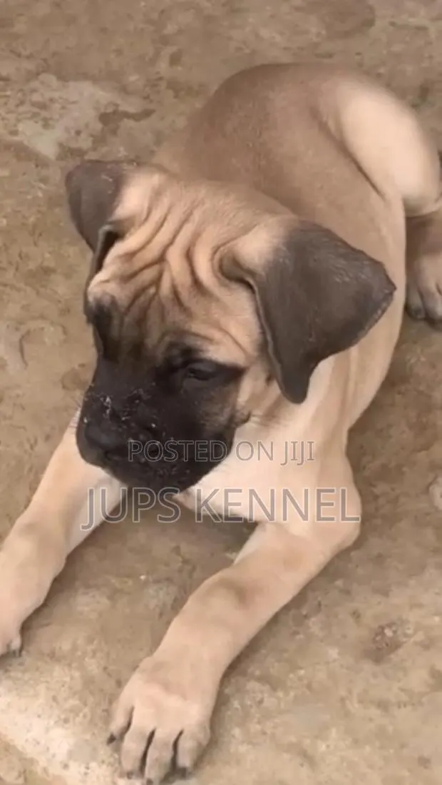 1-3 months Female Purebred Boerboel · Photo 1