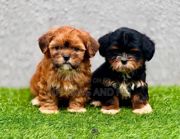 1-3 months Female Purebred Lhasa Apso · Photo 1